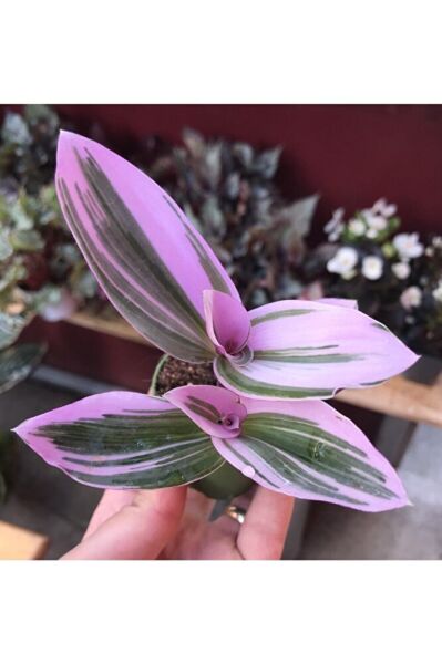 Tradescantia Nanouk Pembe Telgraf Çiçeği