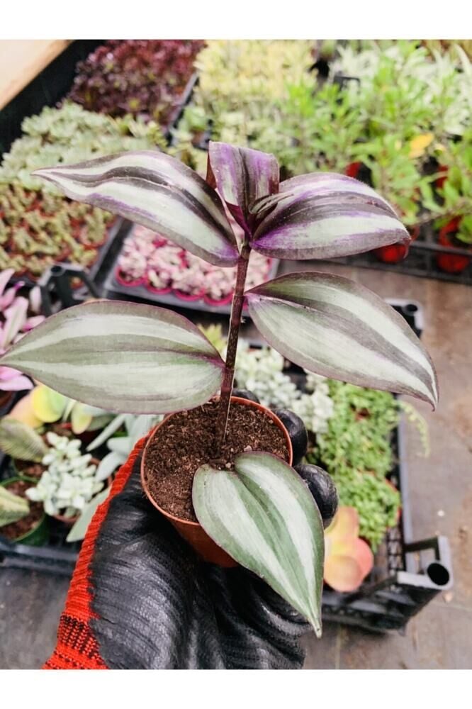 Tradescentia Zebrina Mor Telgraf Çiçeği