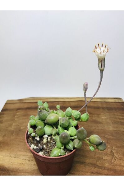 Senecio Rowleyanus Variegata Sarı Yeşil Renkli Tesbih Çiçeği
