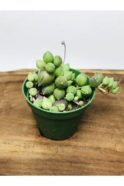 Senecio Rowleyanus Variegata Sarı Yeşil Renkli Tesbih Çiçeği