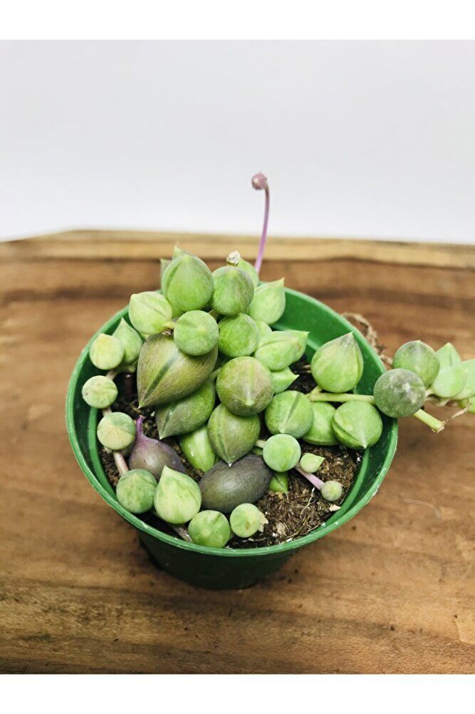 Senecio Rowleyanus Variegata Sarı Yeşil Renkli Tesbih Çiçeği