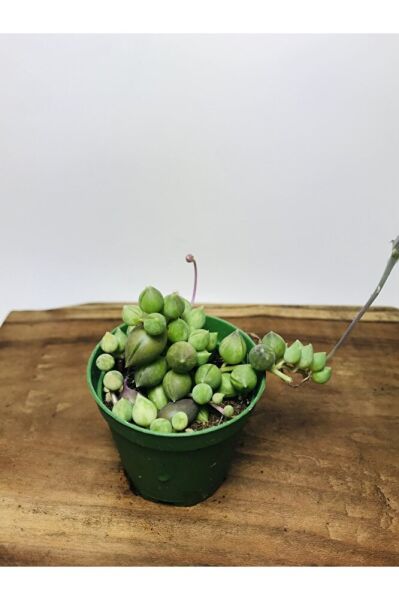 Senecio Rowleyanus Variegata Sarı Yeşil Renkli Tesbih Çiçeği