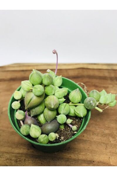 Senecio Rowleyanus Variegata Sarı Yeşil Renkli Tesbih Çiçeği