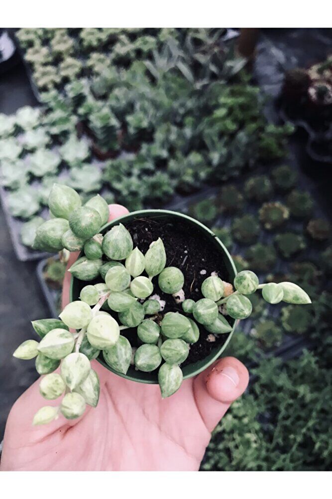Sarı Yeşil Renkli Senecio Rowleyanus Variegata Tesbih Çiçeği
