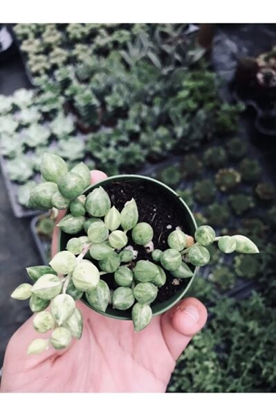 Sarı Yeşil Renkli Senecio Rowleyanus Variegata Tesbih Çiçeği