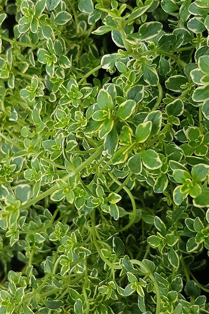 Thebestonline  Thymus citriodorus, Limon Kekiği, Saksıda, 1 Adet