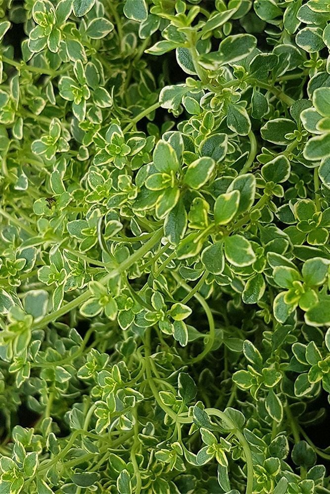Thebestonline  Thymus citriodorus, Limon Kekiği, Saksıda, 5 Adet