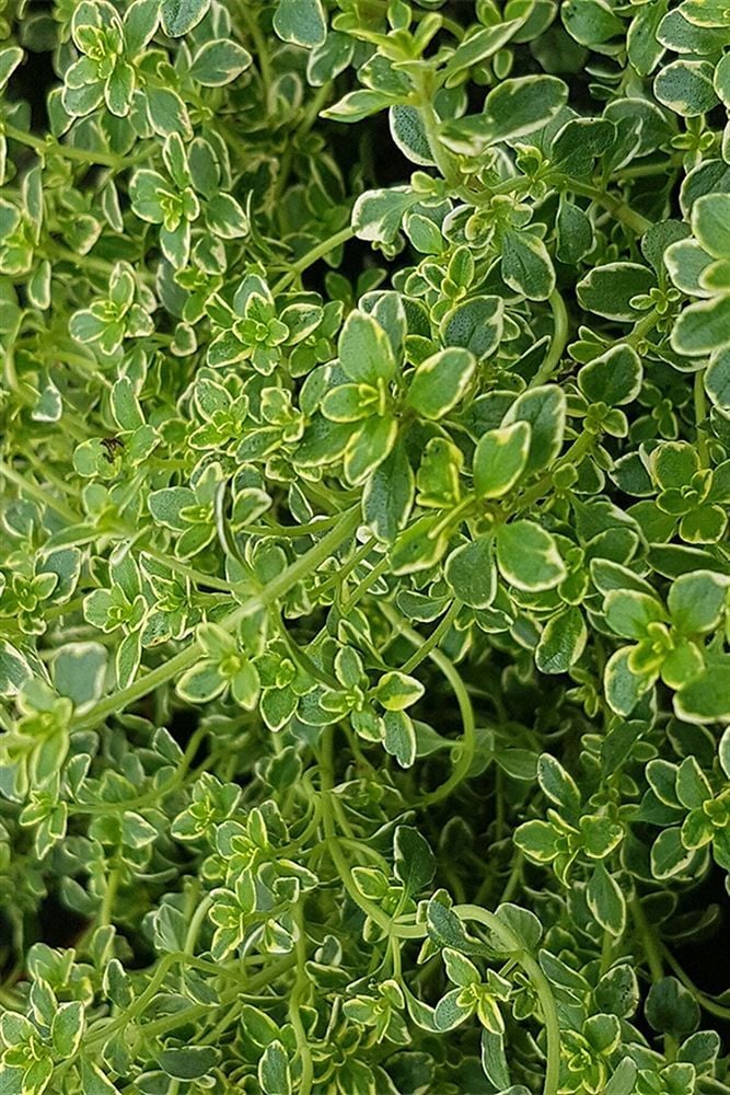 Thebestonline  Thymus citriodorus, Limon Kekiği, Saksıda, 10 Adet
