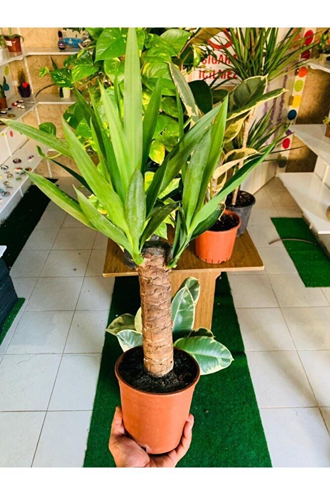 Yucca Massengena Bitkisi Yufka Salon Bitkisi