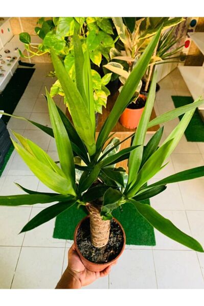 Yucca Massengena Bitkisi Yufka Salon Bitkisi