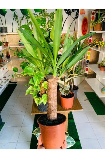 Yucca Massengena Bitkisi Yufka Salon Bitkisi