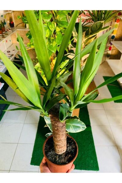 Yucca Massengena Bitkisi Yufka Salon Bitkisi