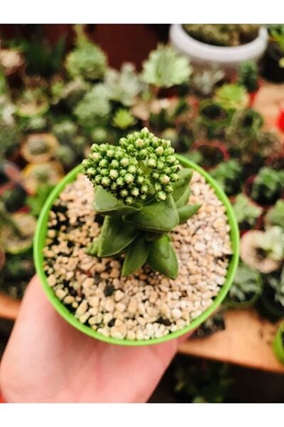 Crassula Springtime Sukulent Pembe Çiçekli