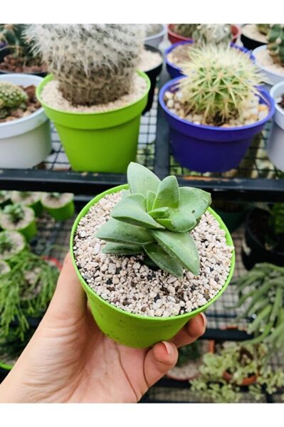 Crassula Springtime Sukulent Pembe Çiçekli