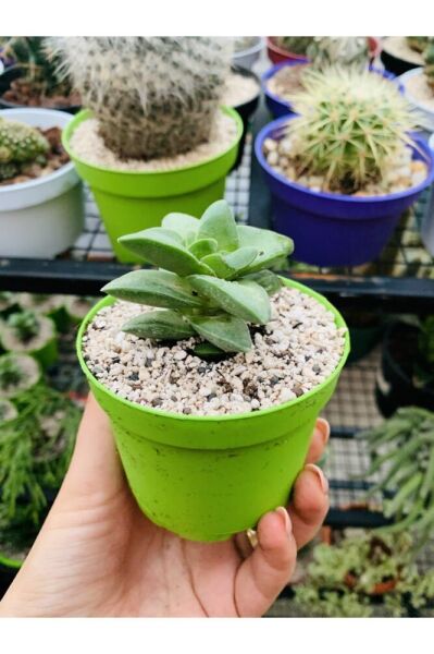 Crassula Springtime Sukulent Pembe Çiçekli