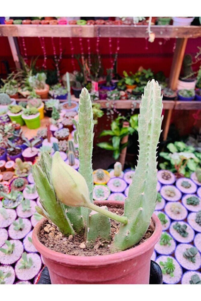 Stapelia Flavirostris Leş Kaktüsü Koyu Kırmızı Büyük Çiçek Veren