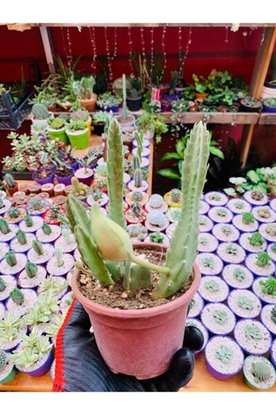 Stapelia Flavirostris Leş Kaktüsü Koyu Kırmızı Büyük Çiçek Veren