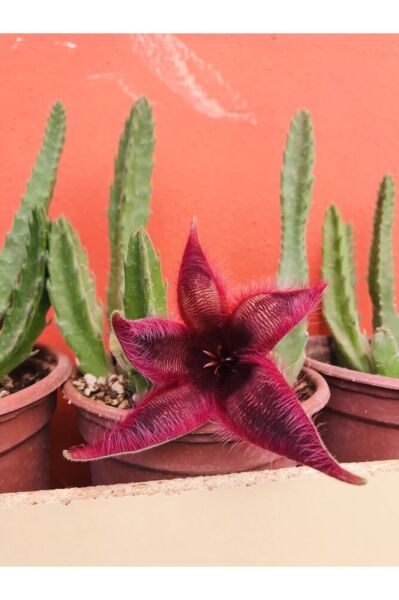Stapelia Flavirostris Leş Kaktüsü Koyu Kırmızı Büyük Çiçek Veren