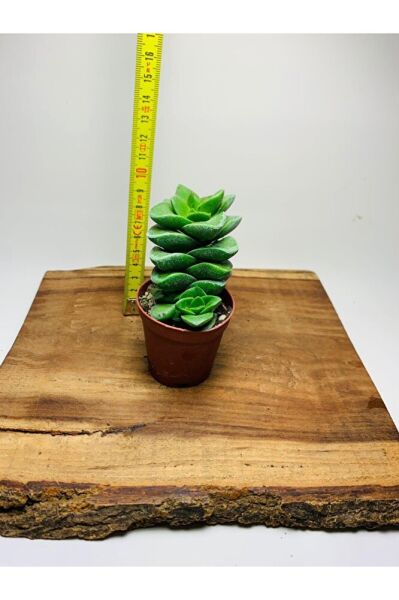 Crassula Springtime Sukulent Top Şeklinde Çiçek Açar