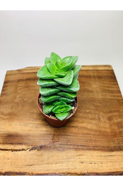 Crassula Springtime Sukulent Top Şeklinde Çiçek Açar