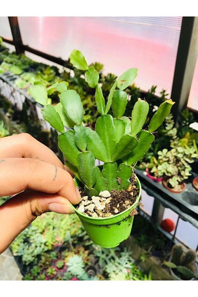 Paskalya kaktüs çiçek