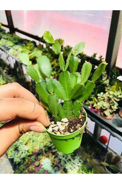 Paskalya kaktüs çiçek