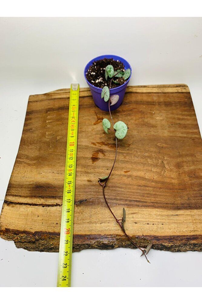 Ceropegia Woodi - Kalp Kalbe Karşı Bitkisi Tek Kök - Koleksiyonluk Tür