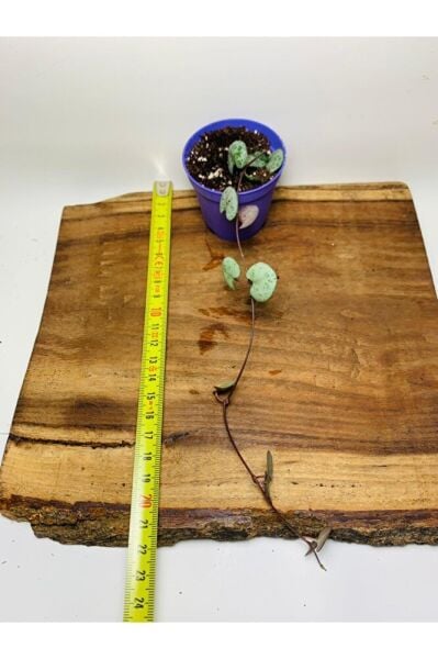 Ceropegia Woodi - Kalp Kalbe Karşı Bitkisi Tek Kök - Koleksiyonluk Tür