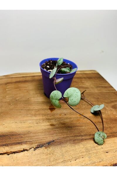 Ceropegia Woodi - Kalp Kalbe Karşı Bitkisi Tek Kök - Koleksiyonluk Tür