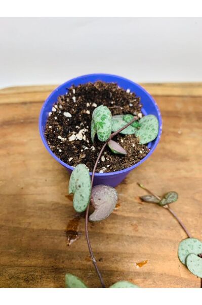 Ceropegia Woodi - Kalp Kalbe Karşı Bitkisi Tek Kök - Koleksiyonluk Tür