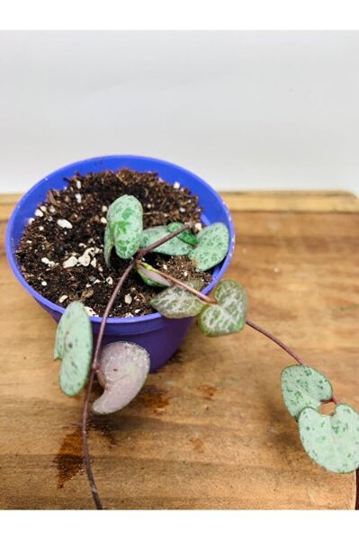 Ceropegia Woodi - Kalp Kalbe Karşı Bitkisi Tek Kök - Koleksiyonluk Tür