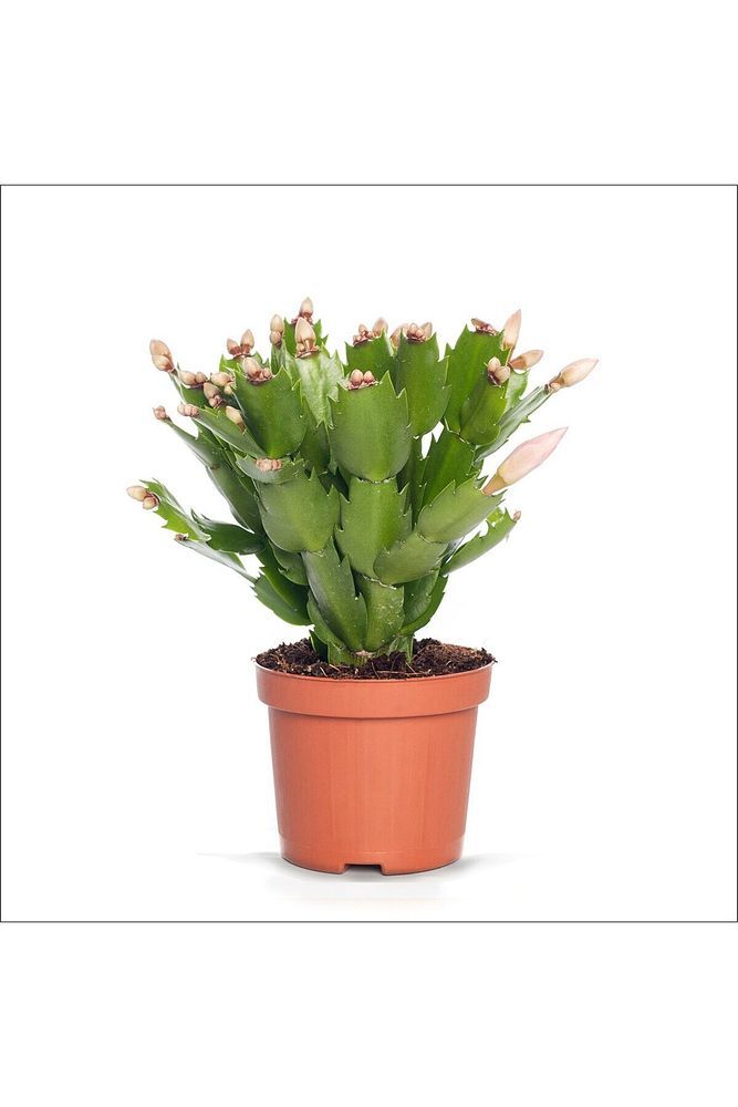 Thebestonline  Sevgiliye Özel, Süslü, Schlumbergera Truncata, Yılbaşı Çiçeği