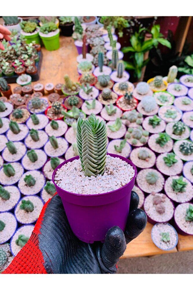 Crassula Buddha's Temple - Krasula Buda - Koleksiyonluk Tür