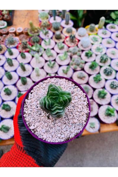 Crassula Buddha's Temple - Krasula Buda - Koleksiyonluk Tür