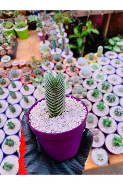 Crassula Buddha's Temple - Krasula Buda - Koleksiyonluk Tür