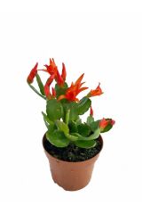 Thebestonline  Schlumbergera truncata, Yılbaşı Çiçeği, 2 Adet