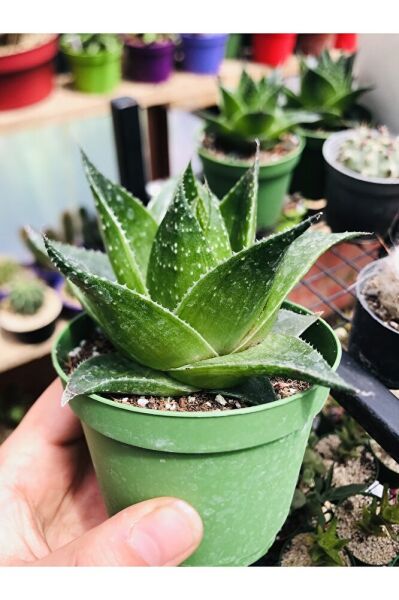 Aloe Cosmo Özel Tür Aloe