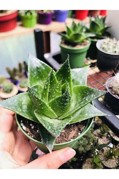 Aloe Cosmo Özel Tür Aloe