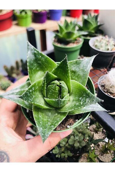 Aloe Cosmo Özel Tür Aloe