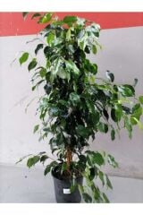 Thebestonline  Ficus Benjamin Yeşil Yapraklı Canlı Ev Ve Ofis Bitkisi