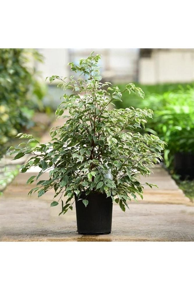Thebestonline  Alacalı Benjamin Yeşil - Ficus (50-60 CM)