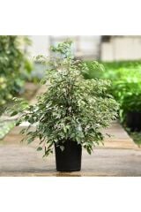 Thebestonline  Alacalı Benjamin Yeşil - Ficus (50-60 CM)