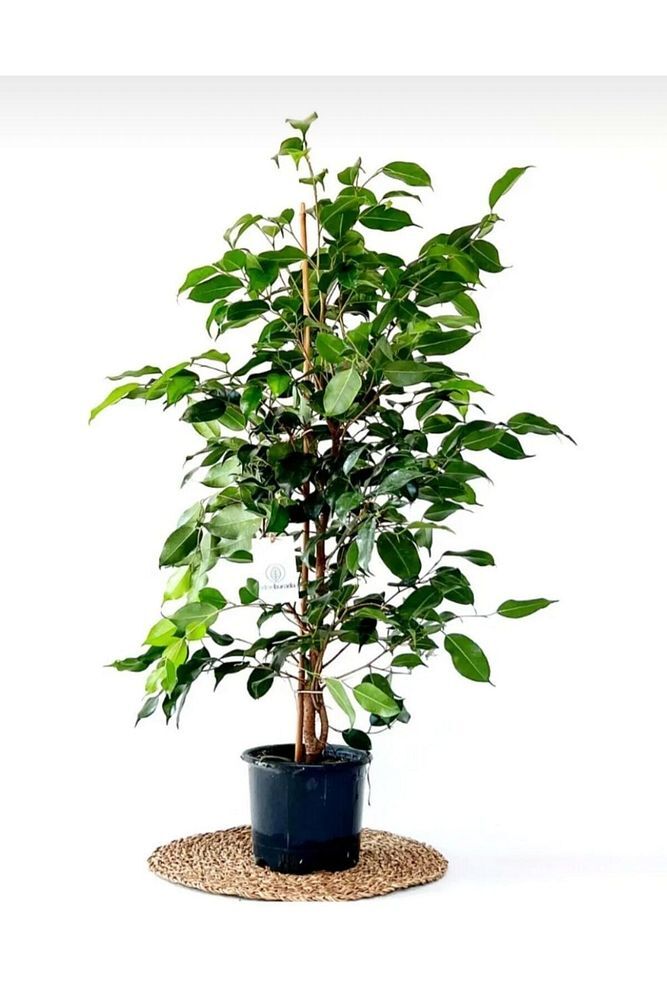 Thebestonline  Ficus Benjamin