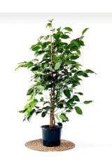 Thebestonline  Ficus Benjamin