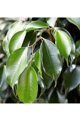 Thebestonline  Ficus Benjamin