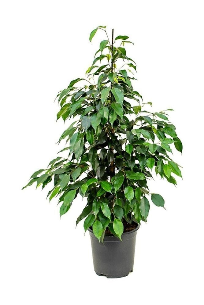 Thebestonline  Benjamin Bitkisi 120 130 cm Ficus Benjamina Danielle Salon Bitkisi Ofis Bitkisi Ev Bitkisi