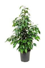 Thebestonline  Benjamin Bitkisi 120 130 cm Ficus Benjamina Danielle Salon Bitkisi Ofis Bitkisi Ev Bitkisi