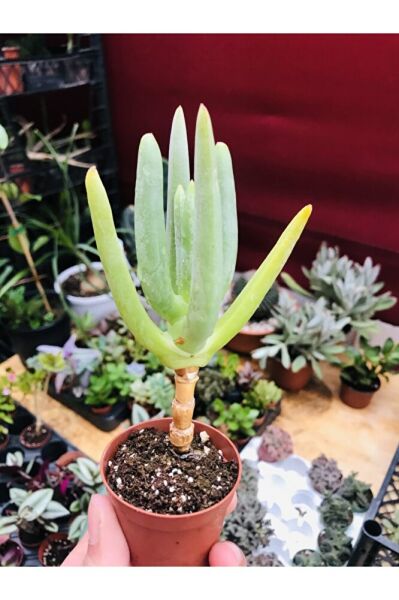 Cheiridopsis Namaquensis Sukulent Özel Tür