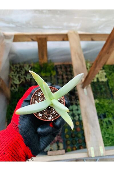 Cheiridopsis Namaquensis Sukulent Özel Tür