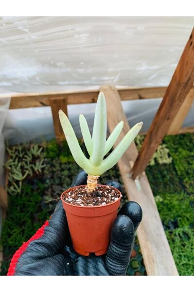 Cheiridopsis Namaquensis Sukulent Özel Tür